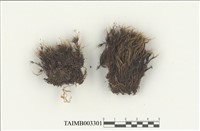 藏品(曲尾苔科)的圖片